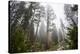 Large Trees In Sequoia National Park, California-Michael Hanson-Stretched Canvas