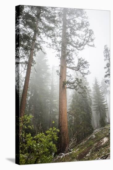 Large Trees In Sequoia National Park, California-Michael Hanson-Stretched Canvas