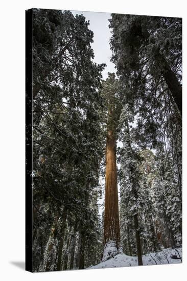 Large Trees In Sequoia National Park, California-Michael Hanson-Stretched Canvas