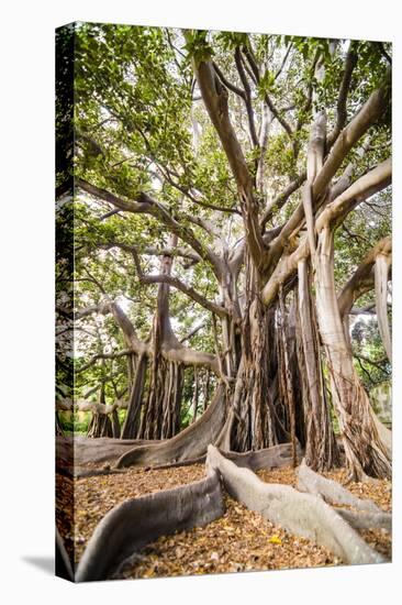 Large Twisted Roots of a Moreton Bay Fig Tree (Banyan Tree) (Ficus Macrophylla)-Matthew Williams-Ellis-Premier Image Canvas