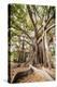 Large Twisted Roots of a Moreton Bay Fig Tree (Banyan Tree) (Ficus Macrophylla)-Matthew Williams-Ellis-Premier Image Canvas