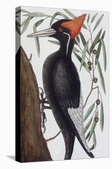 Large White Billed Woodpecker, Natural History of Carolina, Florida and the Bahamas Islands, 1731-Mark Catesby-Premier Image Canvas