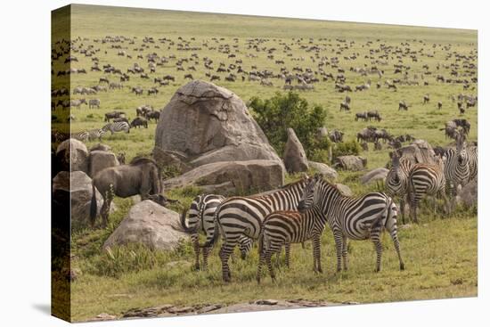 Large wildebeest herd and Burchell's zebras during migration, SerengetiNP, Tanzania, Africa-Adam Jones-Premier Image Canvas