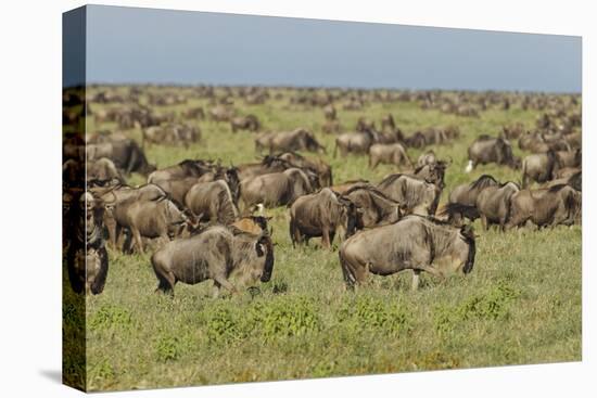 Large wildebeest herd during migration, Serengeti National Park, Tanzania, Africa-Adam Jones-Premier Image Canvas