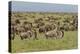 Large wildebeest herd during migration, Serengeti National Park, Tanzania, Africa-Adam Jones-Premier Image Canvas