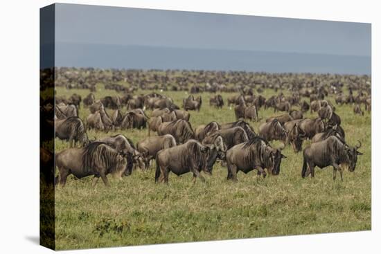 Large wildebeest herd during migration, Serengeti National Park, Tanzania, Africa-Adam Jones-Premier Image Canvas
