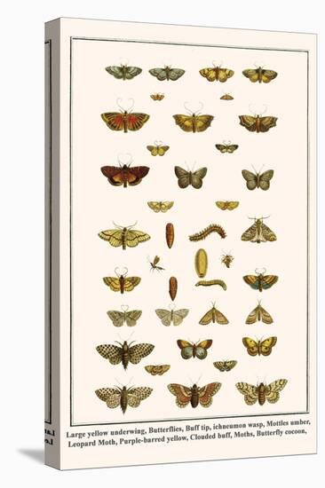Large Yellow Underwing, Butterflies, Buff Tip, Ichneumon Wasp, Mottles Umber, Leopard Moth, etc.-Albertus Seba-Stretched Canvas