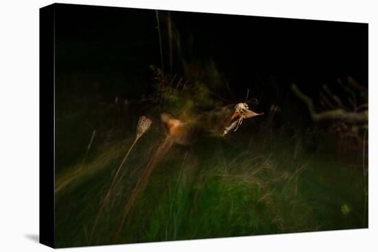 Large yellow underwing moth taking flight over meadow-Neil Aldridge-Premier Image Canvas