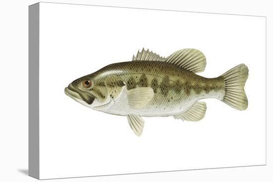 Largemouth Bass (Micropterus Salmoides), Fishes-Encyclopaedia Britannica-Stretched Canvas