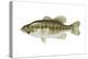 Largemouth Bass (Micropterus Salmoides), Fishes-Encyclopaedia Britannica-Stretched Canvas