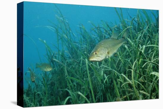 Largemouth Bass, Micropterus Salmoides, Usa, Florida, FL-Reinhard Dirscherl-Premier Image Canvas
