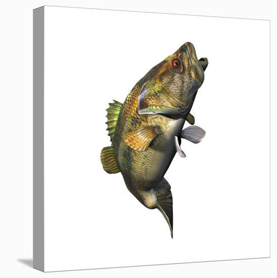 Largemouth Bass-null-Stretched Canvas