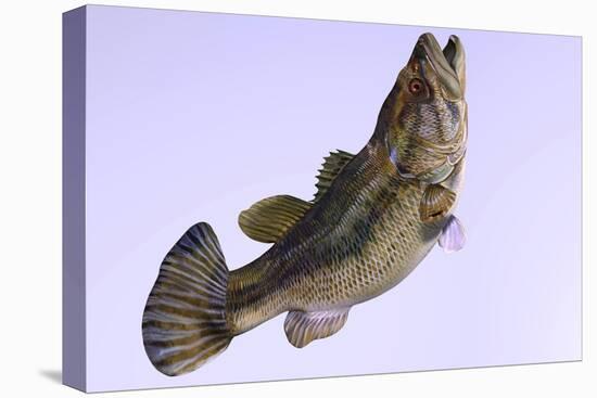 Largemouth Bass-null-Stretched Canvas