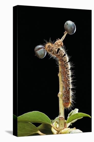 Lasiocampa Quercus (Oak Eggar, Oak Moth) - Caterpillar-Paul Starosta-Premier Image Canvas