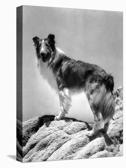 Lassie Come Home, 1943-null-Stretched Canvas