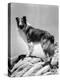 Lassie Come Home, 1943-null-Stretched Canvas