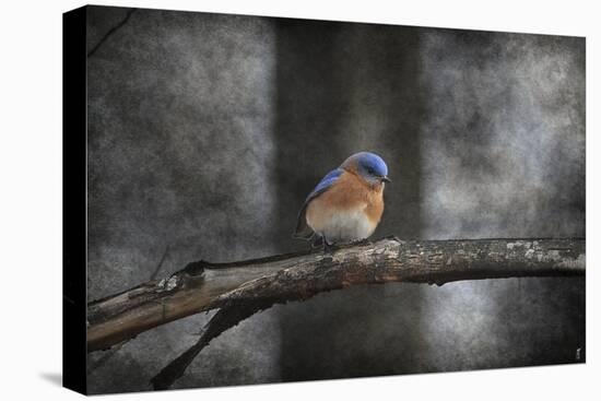 Last Day Home Bluebird-Jai Johnson-Premier Image Canvas