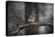 Last Day Home Bluebird-Jai Johnson-Premier Image Canvas