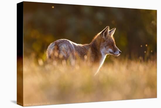 Last Light Fox-Pim Leijen-Premier Image Canvas