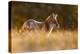 Last Light Fox-Pim Leijen-Premier Image Canvas