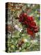 Last Rose of Summer-Mandy Budan-Premier Image Canvas