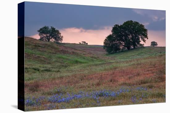 Late Afternoon, Central California-Vincent James-Premier Image Canvas
