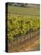 Late Afternoon Vineyard, Napa Valley, California-Walter Bibikow-Premier Image Canvas