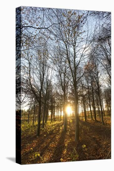 Late Afternoon Winter Sunlight Shining Through Trees in Woodland at Longhoughton-Lee Frost-Premier Image Canvas