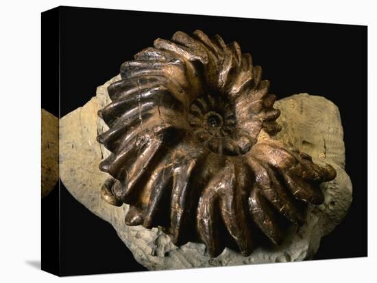 Late Cretaceous Period Fossil-Layne Kennedy-Premier Image Canvas