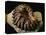 Late Cretaceous Period Fossil-Layne Kennedy-Premier Image Canvas