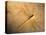 Late Jurassic Dragonfly Fossil-Layne Kennedy-Premier Image Canvas