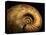 Late Jurassic Fossil-Layne Kennedy-Premier Image Canvas