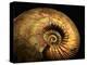 Late Jurassic Fossil-Layne Kennedy-Premier Image Canvas