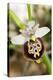 Late Spider Orchid (Ophrys Fuciflora)-Paul Harcourt Davies-Premier Image Canvas