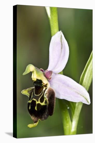 Late Spider Orchid (Ophrys Fuciflora)-Paul Harcourt Davies-Premier Image Canvas