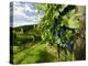 Late Summer Wine Scenes from Tuscany, Italy-Richard Duval-Premier Image Canvas