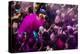 Lathmar Holi Celebrations in Bankei Bihari Temple, Vrindavan, Braj, Uttar Pradesh, India, Asia-Ben Pipe-Premier Image Canvas