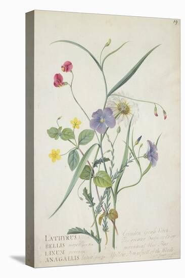 Lathyrus Nissolia, Chrysanthemum Leucanthemum, Linum Perenne, Lysimackia Nemorum, 1767-Georg Dionysius Ehret-Premier Image Canvas