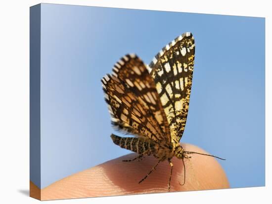 Latticed Heath, Chiasmia Clathrata, Fingertip-Harald Kroiss-Premier Image Canvas