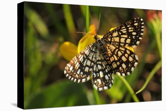 Latticed Heath, Chiasmia Clathrata, Flower, Yellow-Harald Kroiss-Premier Image Canvas