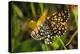 Latticed Heath, Chiasmia Clathrata, Flower, Yellow-Harald Kroiss-Premier Image Canvas