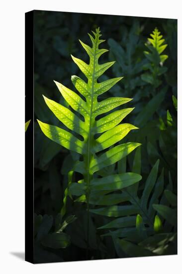 Laua'e fern, introduced to Hawaii, Aneho omalu Bay, Waikoloa Beach trail, Big Island, Hawaii-Maresa Pryor-Premier Image Canvas