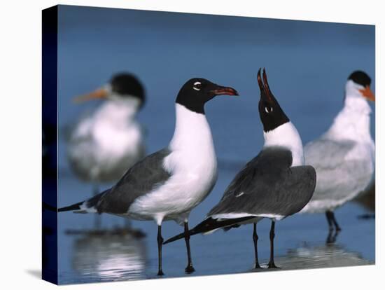 Laughing Gull Courtship Display, Florida, USA-Charles Sleicher-Premier Image Canvas