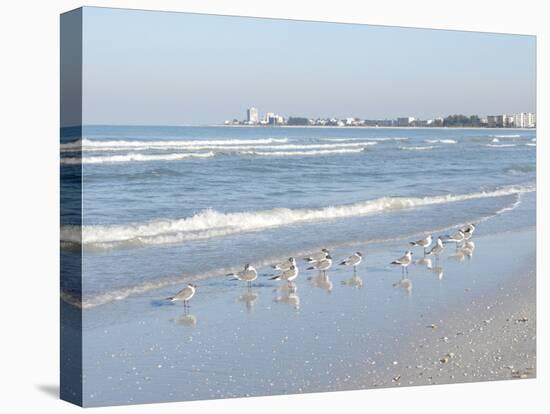 Laughing Gulls Along Crescent Beach, Sarasota, Florida, USA-Bernard Friel-Premier Image Canvas