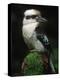 Laughing Kookaburra Perched on Log-Martin Harvey-Premier Image Canvas