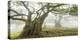 Laurel forest in fog, Madeira, Portugal-Frank Krahmer-Stretched Canvas