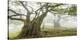 Laurel forest in fog, Madeira, Portugal-Frank Krahmer-Stretched Canvas