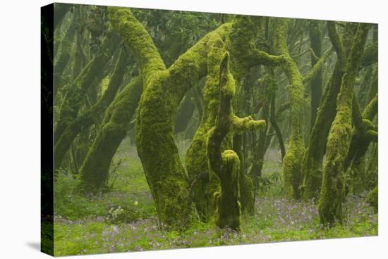 Laurisilva Forest, Laurus Azorica Among Other Trees, Garajonay Np, La Gomera, Canary Islands, Spain-Relanzón-Premier Image Canvas