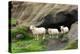 Lava Cave Laugardalur, Sheep-Catharina Lux-Premier Image Canvas