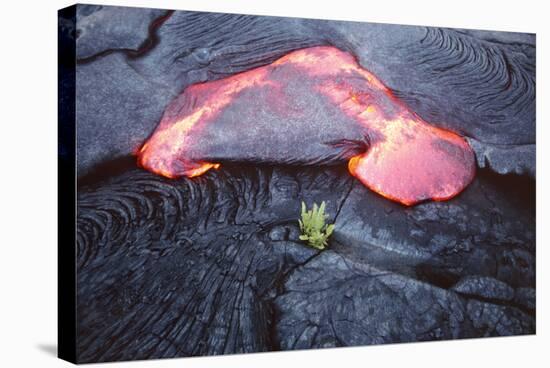 Lava Flow And Young Plant, Hawaii-Dr. Juerg Alean-Premier Image Canvas